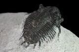 Bargain, Acanthopyge (Lobopyge) Trilobite - Morocco #137579-3